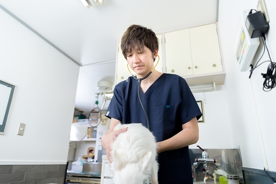 小動物の心臓病学―基礎と臨床― Amazon.co.jp: 小動物の心臓病学: 基礎と臨床 : マーク・D